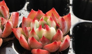 多肉植物水蜜桃怎么养（多肉水蜜桃怎么养护）
