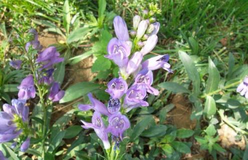 鼠尾草种类图片大全（鼠尾草种类图片大全集）