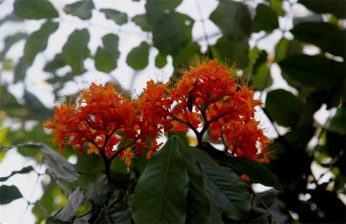 无忧花