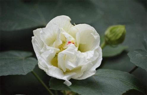 白芙蓉