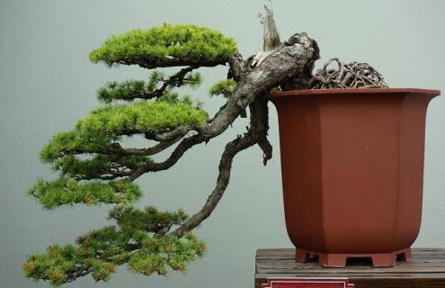 雀梅的简介及图片欣赏 雀梅又名叫什么