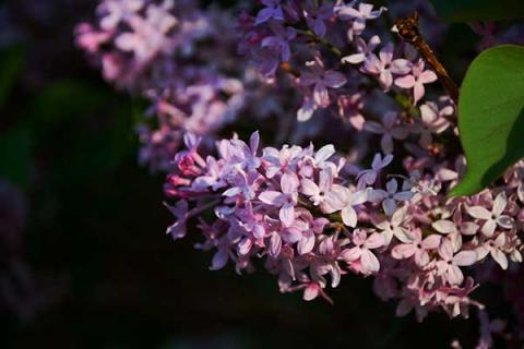 丁香花的功效与作用（丁香花的功效与作用和图片）