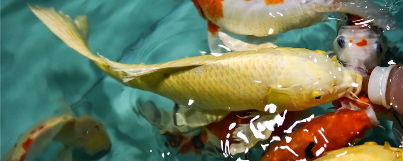鱼缸养锦鲤怎样喂食 鱼缸养锦鲤怎样喂食好