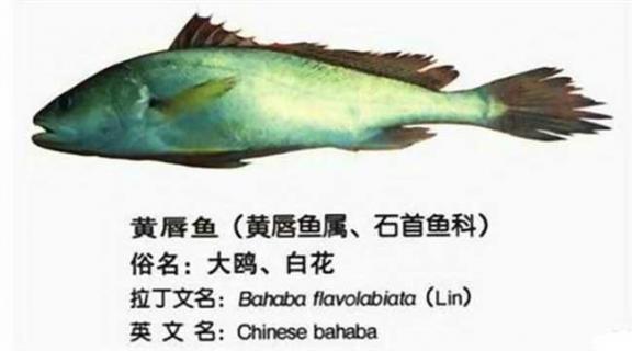 黄唇鱼图鉴（天价黄唇鱼）