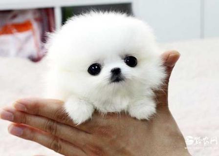 茶杯犬（茶杯犬泰迪能长多大）
