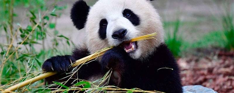 为什么熊猫喜欢吃竹子 为什么熊猫