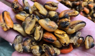 海虹的干清洗方法 海虹干如何清洗干净
