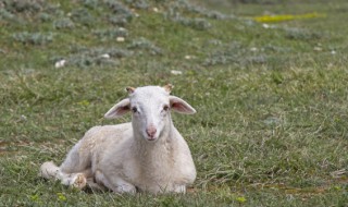 羊喂小苏打有什么作用 羊喂小苏打有什么作用和功效